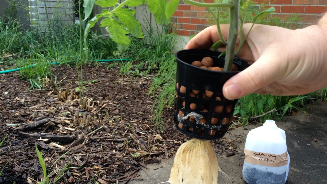Hydroponic Tomato: Grow it Inside or Outside (without an ...