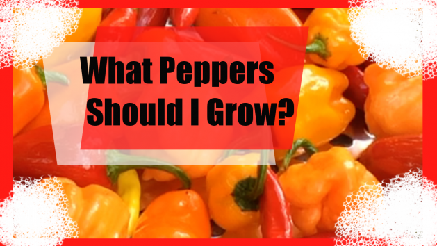 What Type of Peppers Should I Grow?
