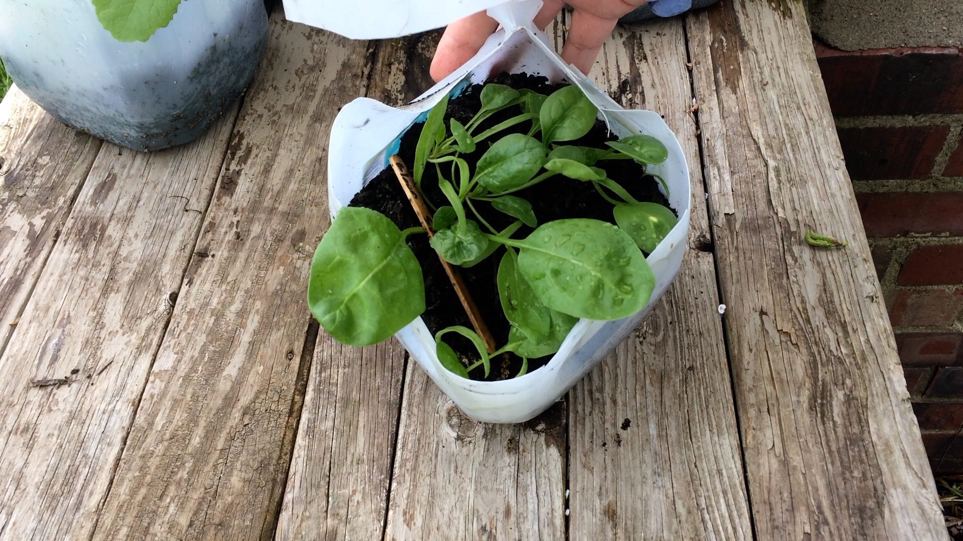 Winter Sowing: Complete Guide to Starting Seeds in Milk Jugs