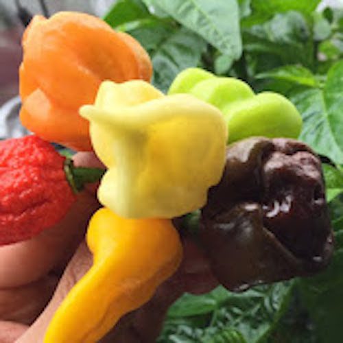 Khang Starr – Nominee to be the Best Garden Channel on Youtube