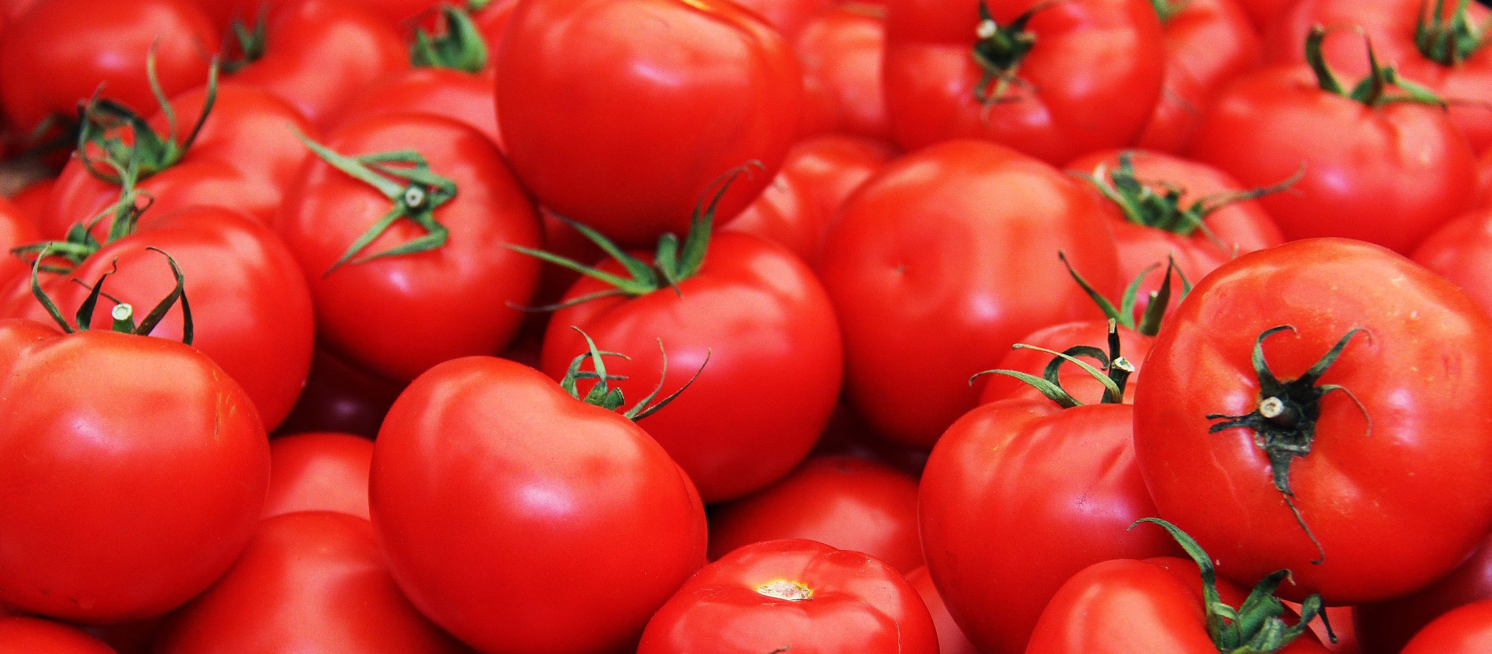 Best Garden Channel on Youtube