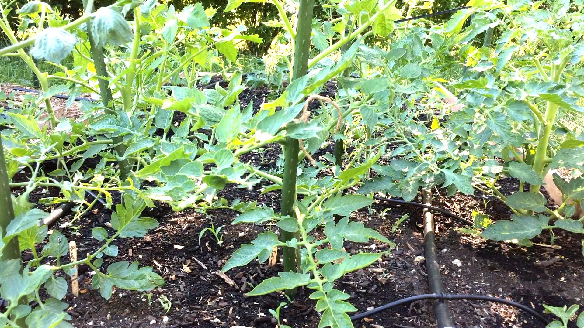 How to Grow Tomatoes in a Limited Space