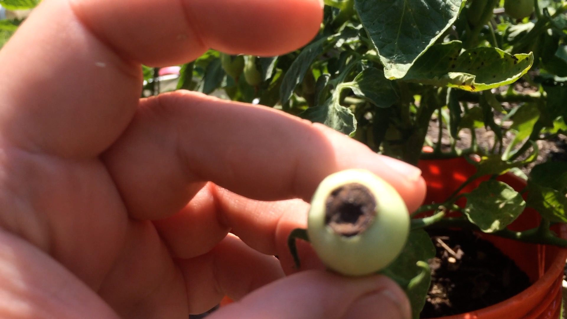 Brown Squishy End on Tomato