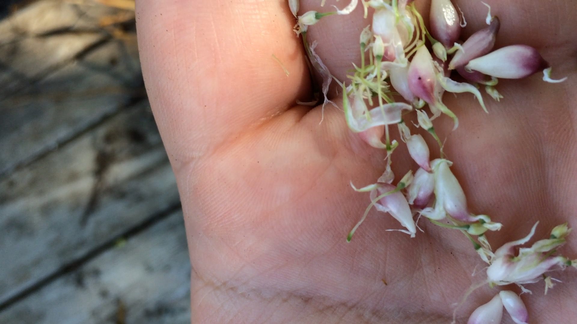 Garlic Bulbils and Garlic Rounds