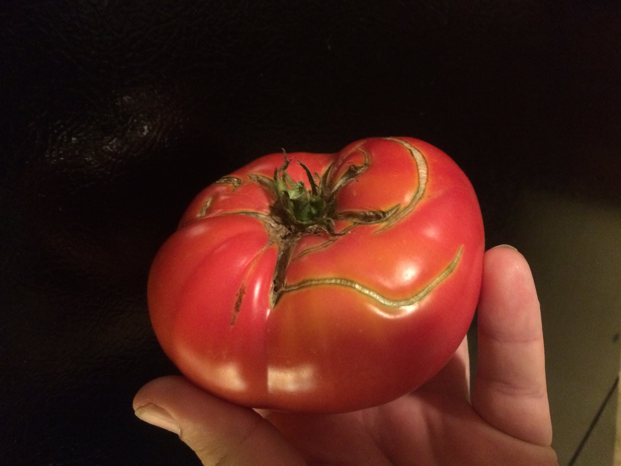 What Type of Tomato Plants Should I Grow?