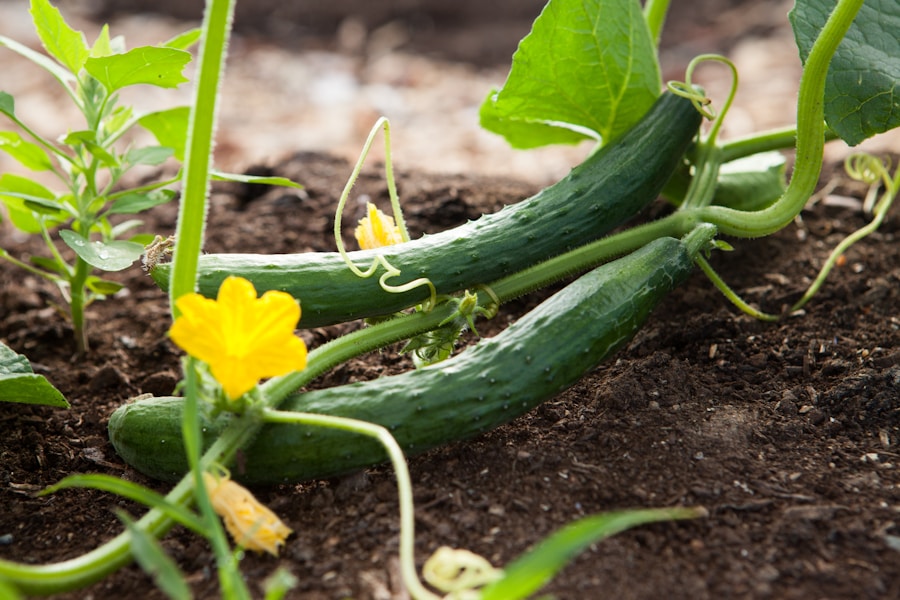 Maximize Your Garden’s Potential: The Power of Companion Planting for Increased Harvests