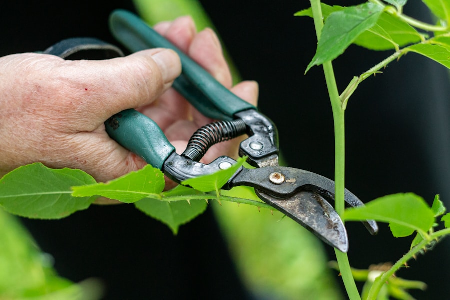 From Trowels to Pruners: The Essential Garden Tools Every Gardener Should Own