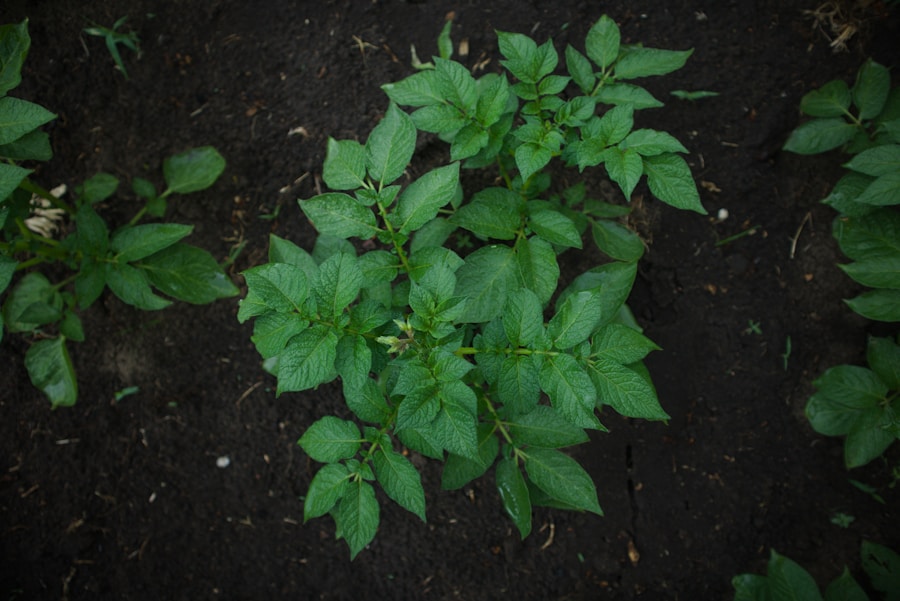 Maximizing Space: Growing Potatoes in Containers for Small Gardens