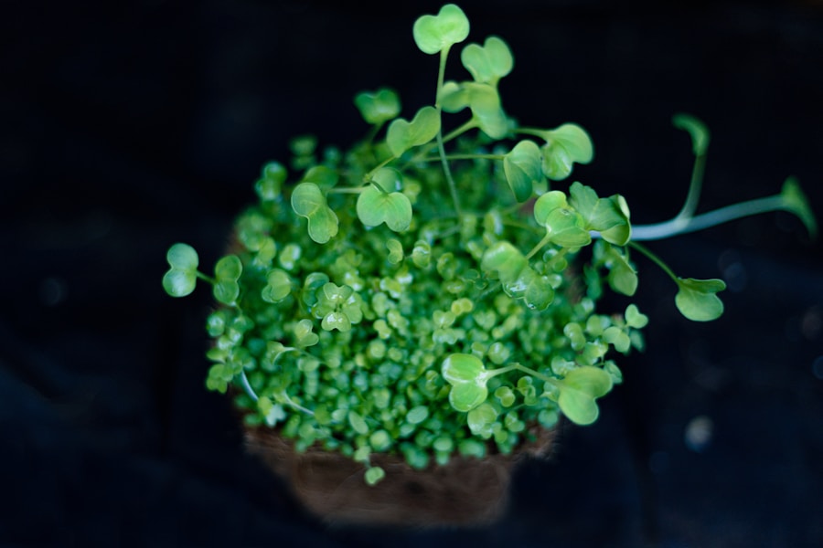 Discover the Benefits of Growing and Eating Your Own Microgreens