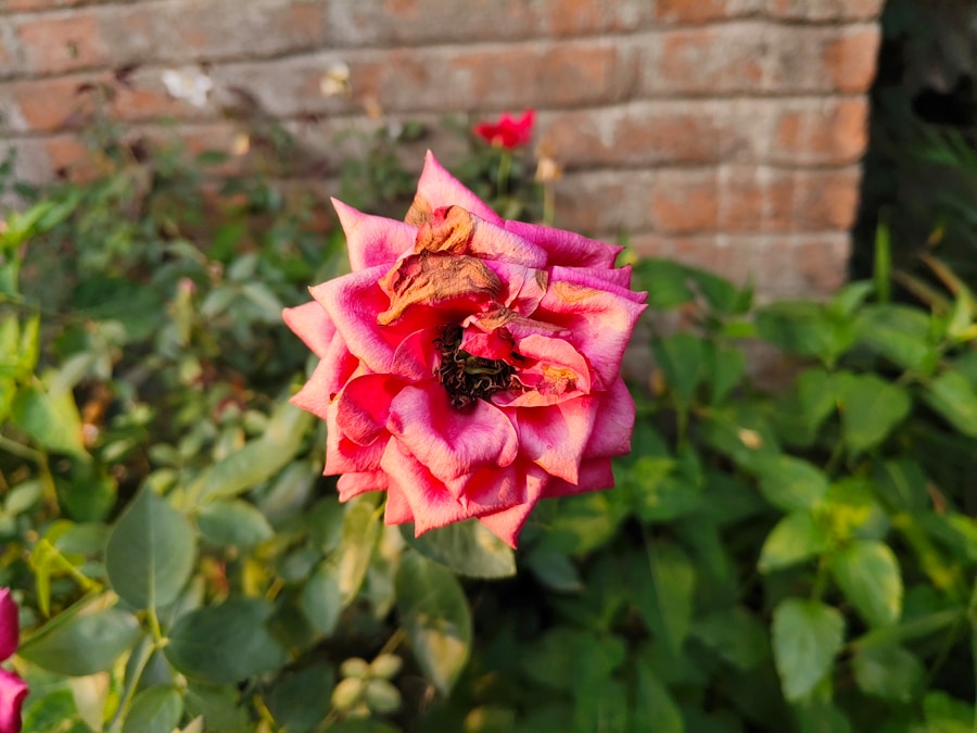 Gardening Gone Wrong: How to Troubleshoot Common Mistakes