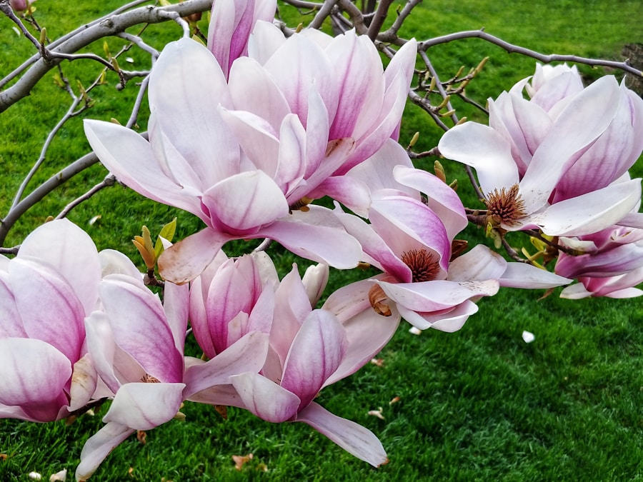 Mastering the Four Seasons: A Guide to Designing a Garden with Year-Round Appeal