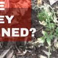 Did I Ruin My Tomatoes? (Sun Burned Tomato Plants)