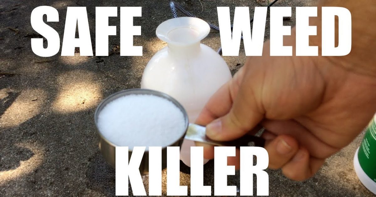Homemade Weed Spray: Correcting the Safety Claims